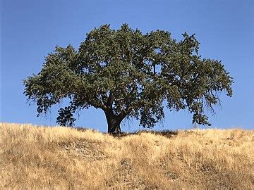 Quercus lobata - Wikipedia