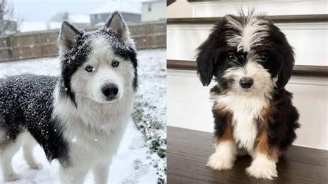 10 Black and White Dog Breeds | Puppies Club