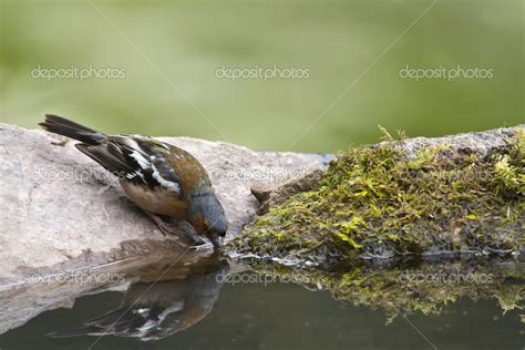 European finch bird drinking water in pound — Stock Photo © Utopia_88 ...