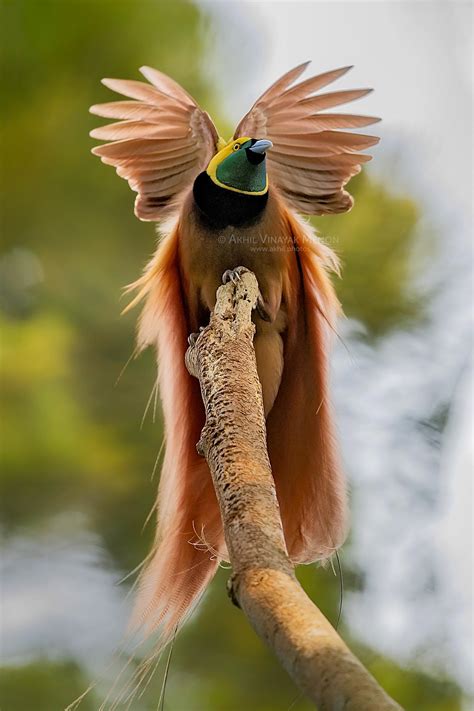 Raggiana Bird of Paradise from Papua New Guinea, an incredible sight ...