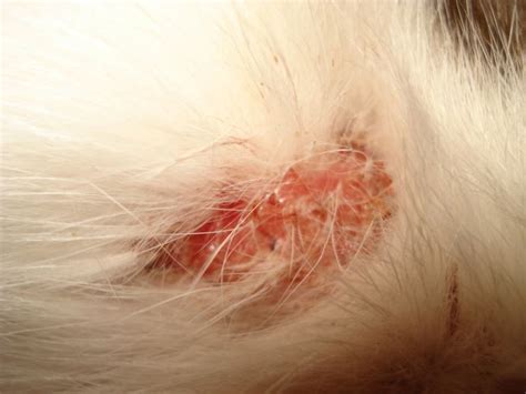 Ringworm in cats - pictures, symptoms, treatment and prevention