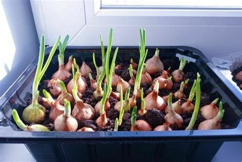 Growing Onions in Containers - Gardening Fan