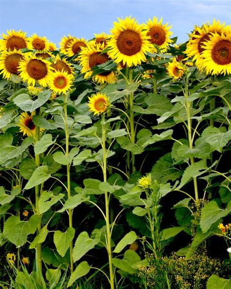 15 Different Types of Sunflowers - Sunflower Varieties To Plant