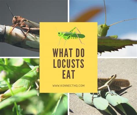 What Do Locusts Eat? (Everything You Need to Know) - KonnectHQ