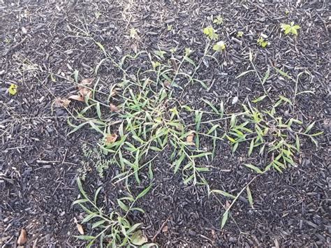 Crabgrass Killer: Getting Rid Of Crabgrass | Gardening Know How