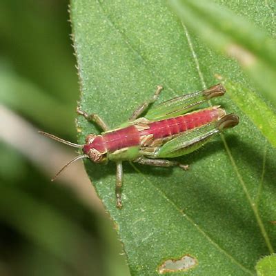 Grasshopper Nymphs – The Firefly Forest