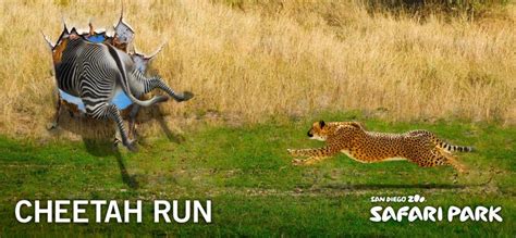 San Diego Zoo Safari Park - Cheetah Run by M&C SAATCHI LA - Billboard