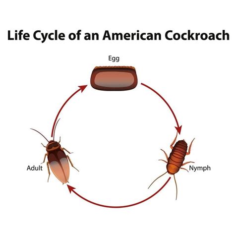 wood roach life cycle - Kermit Addison