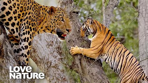 Tiger Climbs Tree in Leopard Showdown | Love Nature - YouTube