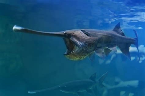 Paddlefish - A-Z Animals