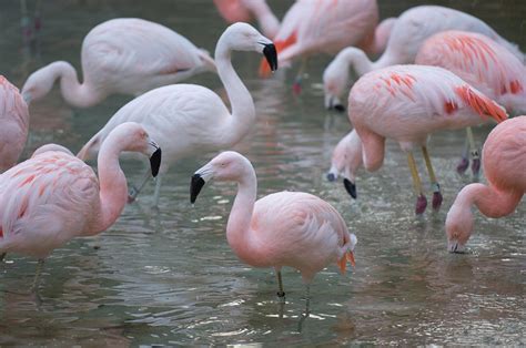 Andean Flamingos Phoenicoparrus Andinus Photograph by Joel Sartore