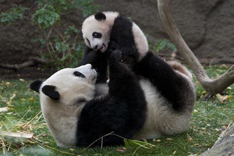 San Diego Zoo's Bai Yun is a giant gift to science - The San Diego ...