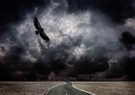 Can Birds Predict Storms? | Bird Spot