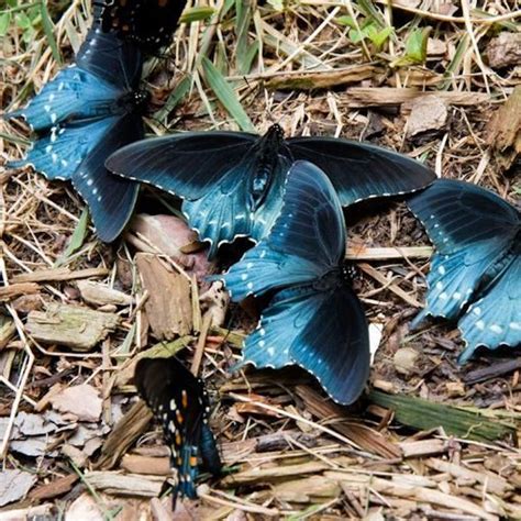 Dutchman's Pipevine Seeds for Butterflies