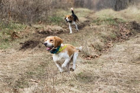 Beagle Hunt Training - Owners Tips And Useful Advices