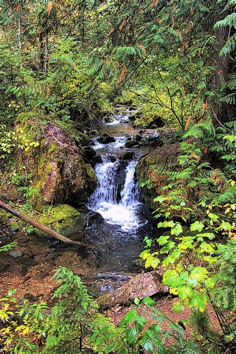 Small Waterfall and Forest Stream Photograph by Dave Jonasen - Fine Art America