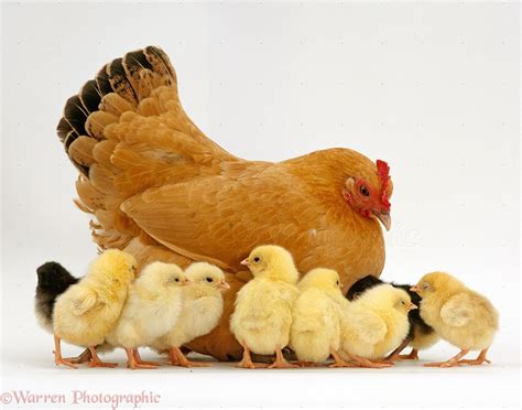 Buff Bantam Hen and chicks photo - WP15414