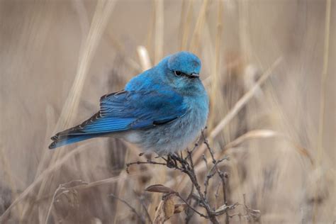 Mountain Bluebirds on Migration - Birds Calgary