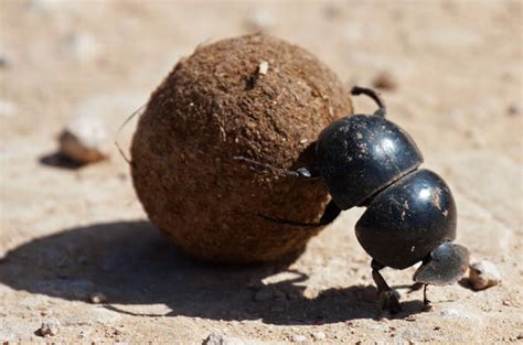 Art of Animal Dung - Botswana Wildlife Guide