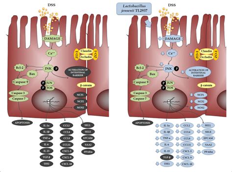 | Effect of immunobiotic Lactobacillus jensenii TL2937 on the ...