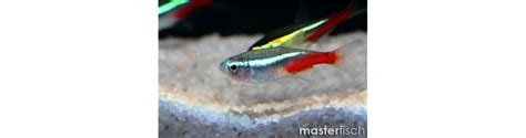 Characidae - Buy Freshwater fish for your aquarium - Aquatic shop ...