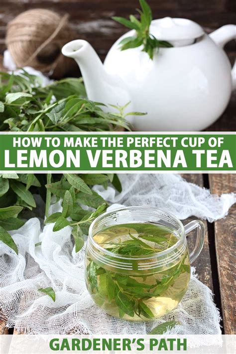 How to Make Lemon Verbena Tea (And Why You Should)