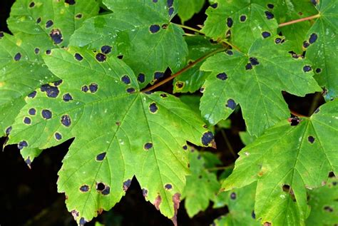 Red Spots On Maple Tree Leaves