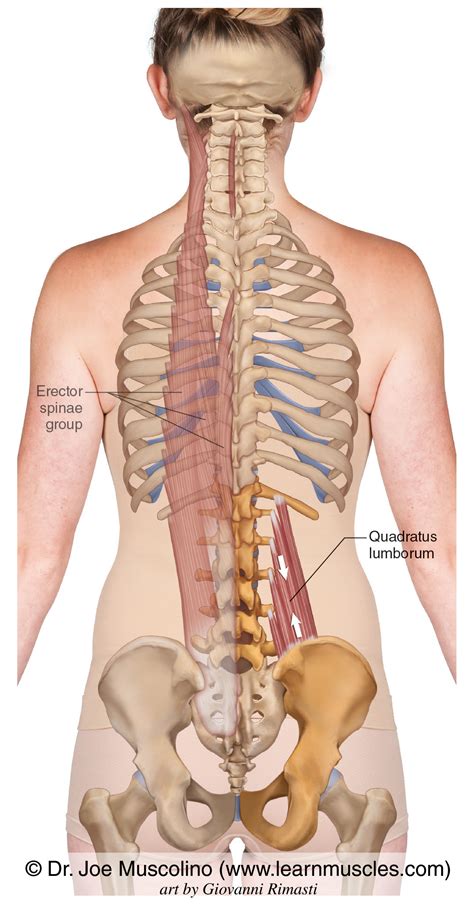 Quadratus Lumborum ("QL") - Learn Muscles