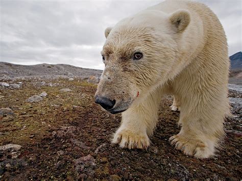 Baby Polar Bears Global Warming