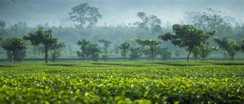 Premium Photo | Captivating Beauty of Assam Tea Gardens in Golaghat A ...