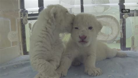 Adorable and rare albino lion twin cubs born in China