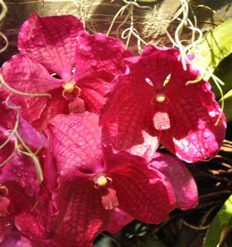 Orchids | Ted | Flickr