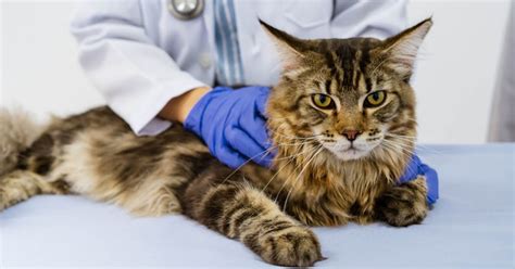 Discover The Causes Of Pain In Cats - PetlifeAU™