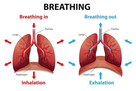 Processus De Respiration Expliqué | Vecteur Gratuite