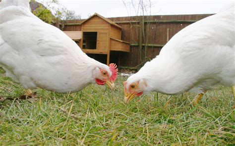 How to Grow Grass with Chickens? - LearnPoultry