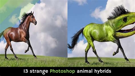 13 strange Photoshop animal hybrids [video] - Alltop Viral