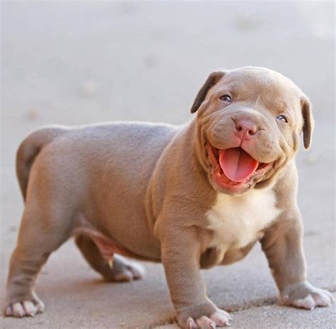 Look at this pittie smile! | Cute dogs, Bully breeds dogs, Cute puppies