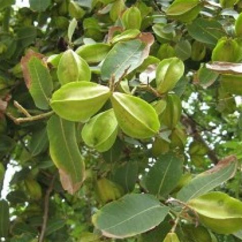 Buy Terminalia Arjuna online at cheap price - India's biggest plants and seeds shop