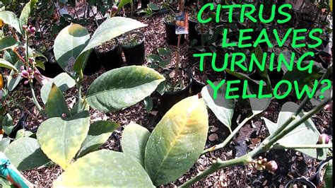 Meyer Lemon Tree Leaves Turning Yellow And Dropping Leaves - Infoupdate.org