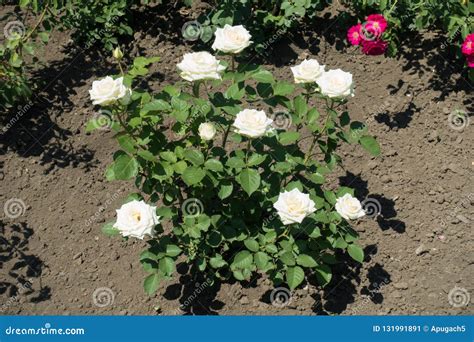 Flowering white rose bush stock image. Image of rose - 131991891