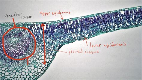 Chapter 6: Organ, Tissue, and Cellular Structure of Plants – Inanimate Life