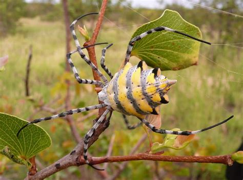 10 Of The Most Terrifying Spiders In The World