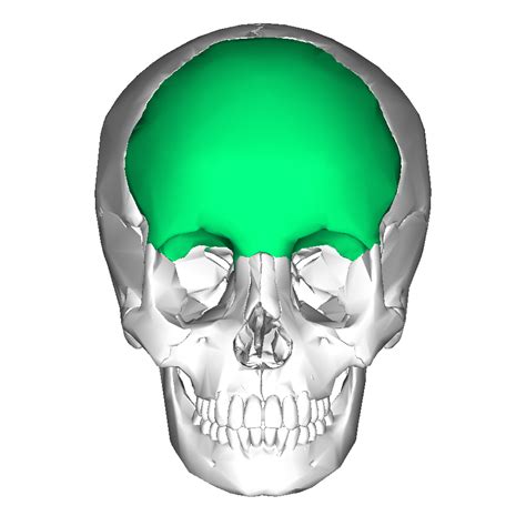 File:Frontal bone anterior.png - Wikimedia Commons