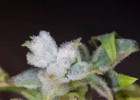 Moldy Weed: Effects, Risks, avoid, Prevention | Hempercamp