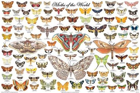 Explore the world of moths — Moths To A Flame