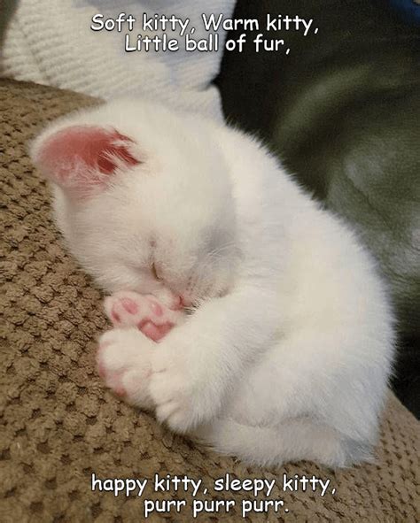 Sweet Dreams - Lolcats - lol | cat memes | funny cats | funny cat ...