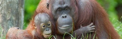 Orangutan Reproduction - Orangutan Facts and Information