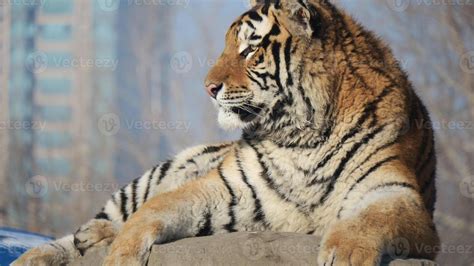 a tiger is sitting on a rock with a blur background 4678120 Stock Photo ...