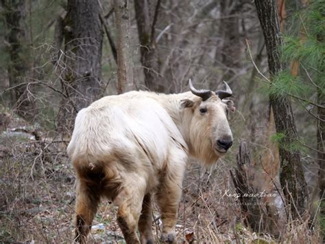 Golden Takin (Subspecies Budorcas taxicolor bedfordi) · iNaturalist