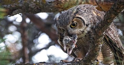 What do Owls Eat? Learn All About their Diet!